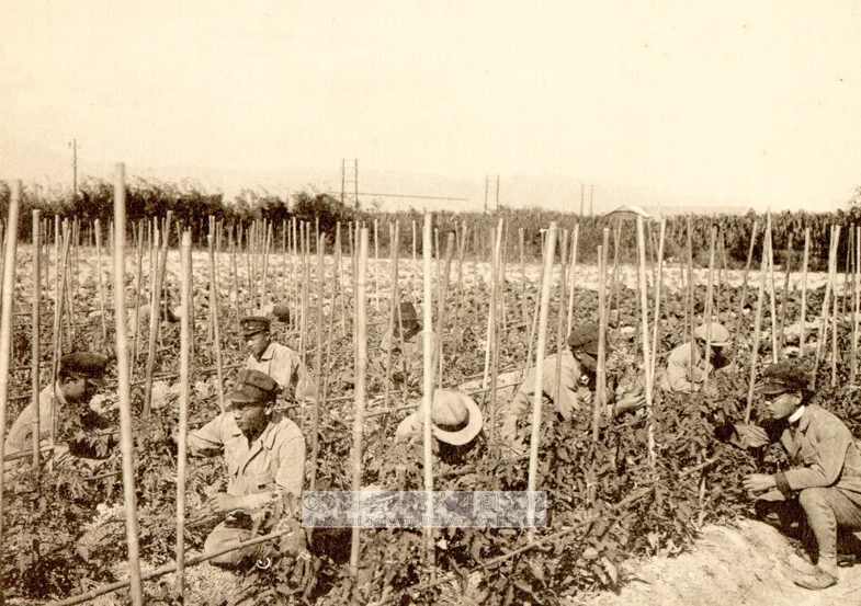 1928 園藝實習(地點為現在的溫室前方的試驗田)