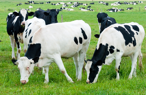 現代農業田園生活